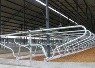 Hot - Galvanized Single Row Type Steel Pipe Clamp Cow Free Stall Untuk Sapi Muda