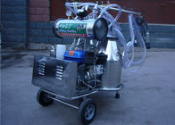 Mesin Diesel Double Machine Bucket Sapi Perah Dengan Motor Listrik / Pulsator