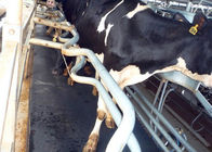 Mesin Milking Moderat Bertahan Spares Rubber Mat Untuk Sapi Berdiri
