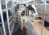 Mesin Milking Moderat Bertahan Spares Rubber Mat Untuk Sapi Berdiri