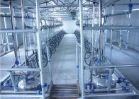Automatic Parallel Herringbone Milking Parlor Untuk Susu Susu, Kambing, Domba