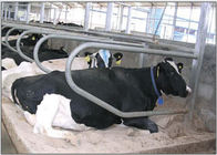 Single Row Type Galvanized Cow Free Stall Untuk Heifer Hamil / Cattles