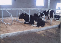 Dairy Farm Double Row Jenis Sapi Gratis Dengan Jarak 1.20m